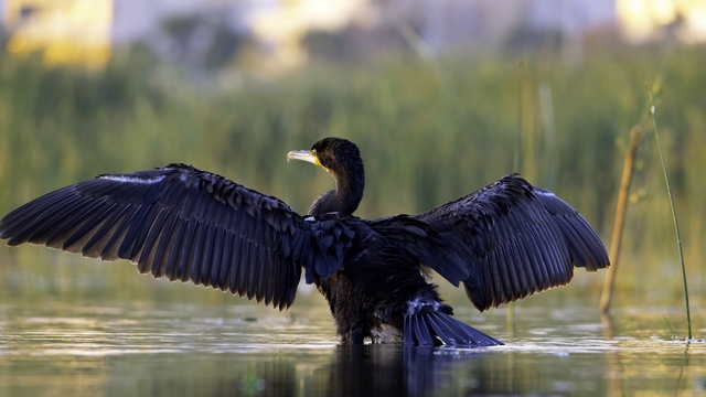 Ekşisu Sazlığı, 149 kuş türüne ev sahipliği yapıyor