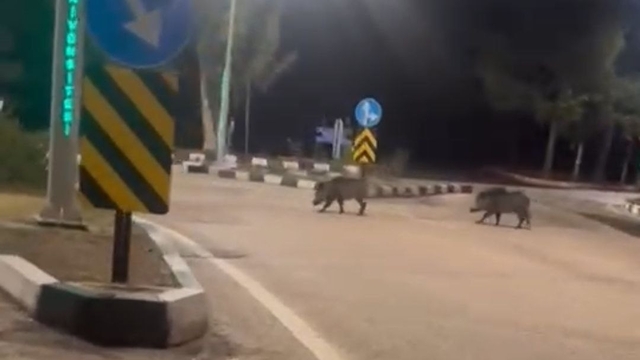 Çukurova Üniversitesi yerleşkesine sürü halinde giren domuzlar görüntülendi