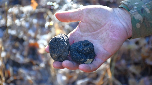 Bayburt 'Kara Elmas' ile tanışacak