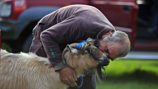 3 keçisini kurtlar yiyen yaşlı adam, mahsur kaldığı uçurumdan kurtarılan son keçisine sarılıp doyasıya öptü
Kurtlar 3 keçisini yedi, sürüden ayrılıp uçurumda mahsur kalan keçi nefes kesen operasyonla kurtarıldı
Kurt saldırısı sonucu sürüden kaçıp 350 metre rakımlı tepenin uçurumda mahsur kalan keçi, 4 saatlik operasyonla kurtarıldı
65 yaşındaki besici Bayram Yavuz: "Zayıflamış iyice, şimdi onu besleyeceğim"