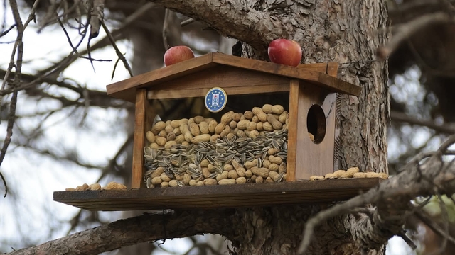 Kütahya Belediyesi'nden sincap ve kuşlara kış esteği