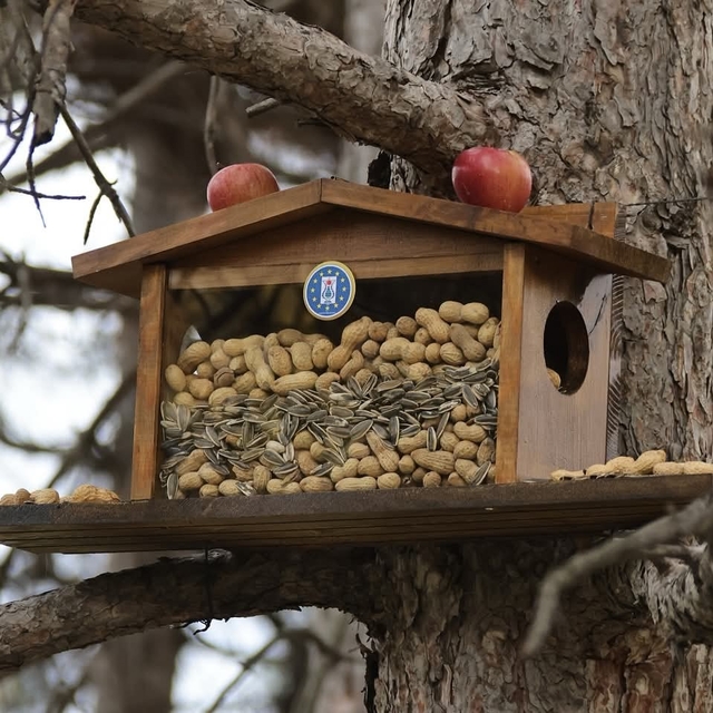 Kütahya Belediyesi'nden sincap ve kuşlara kış esteği