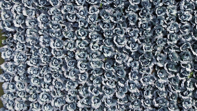 Bafra Ovası'nda kırmızı lahana hasadı başladı