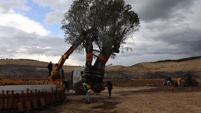 Milas'ta 3 asırlık zeytin ağacı yeni yerine törene taşındı
Bir yanda ağaç dikimi diğer yanda taşınan ağaçlardan zeytin hasadı yapıldı