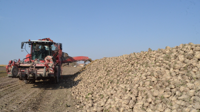 Pancar üreticisi fiyattan memnun