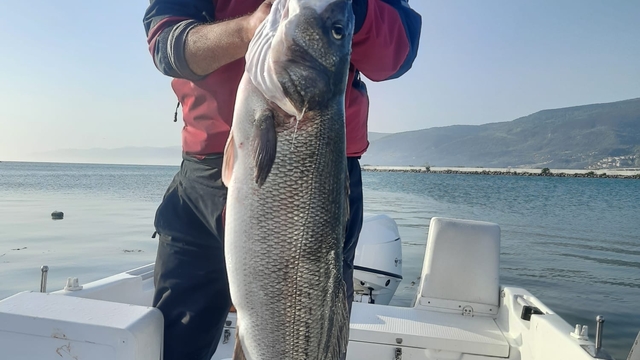 Sinop'ta amatör balıkçı oltayla yaklaşık 10 kilogramlık levrek yakaladı
