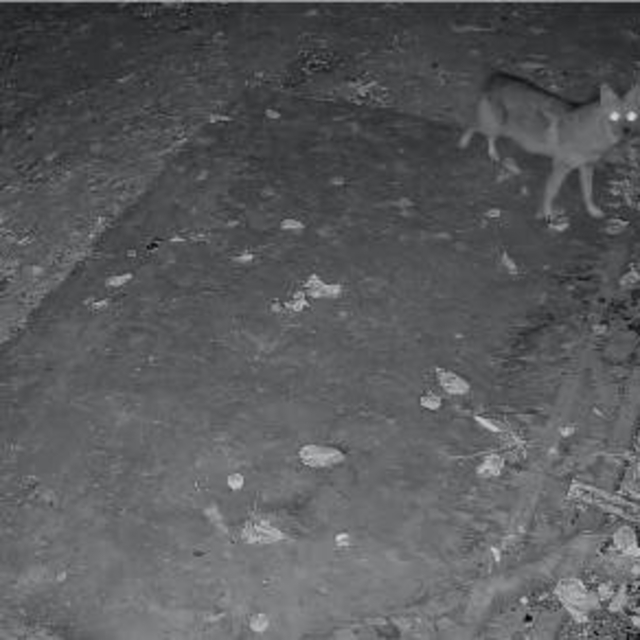 Elazığ'da evin etrafında yiyecek arayan çakal kamerada