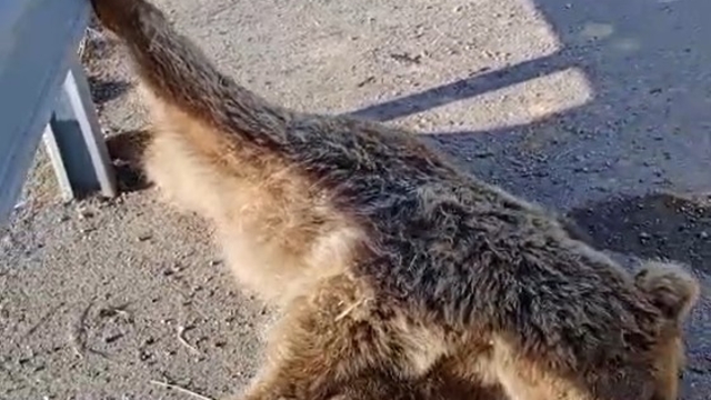 Aracın çarptığı ayı telef oldu