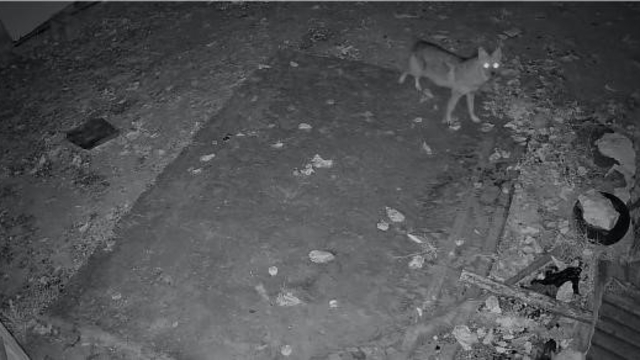 Elazığ'da evin etrafında yiyecek arayan çakal kamerada