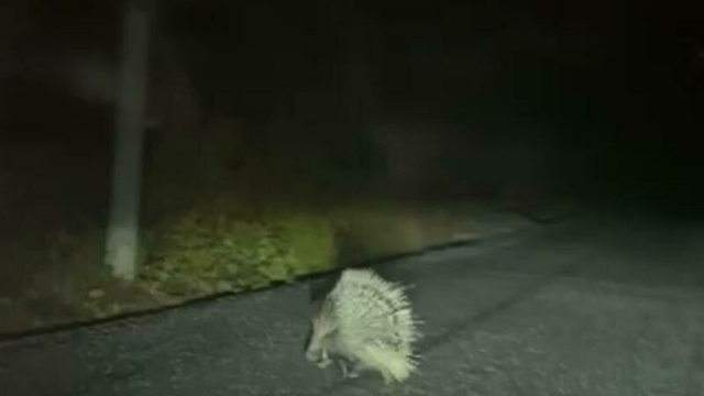 Aydın'da nesli tükenme altındaki oklu kirpi görüldü