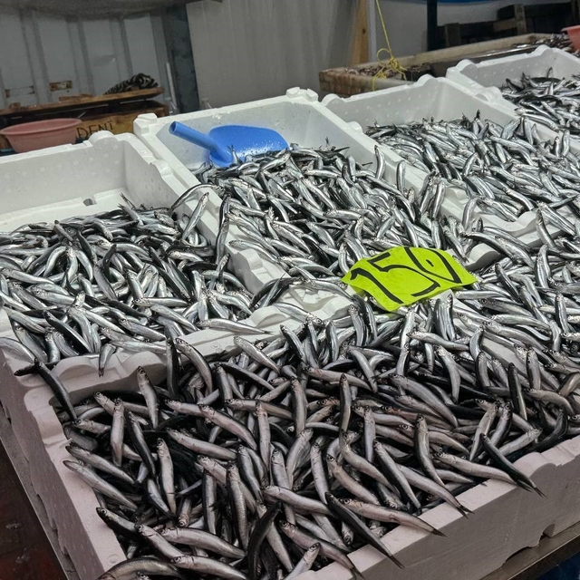 Zonguldak'ta hava şartları hamsi fiyatını yükseltti