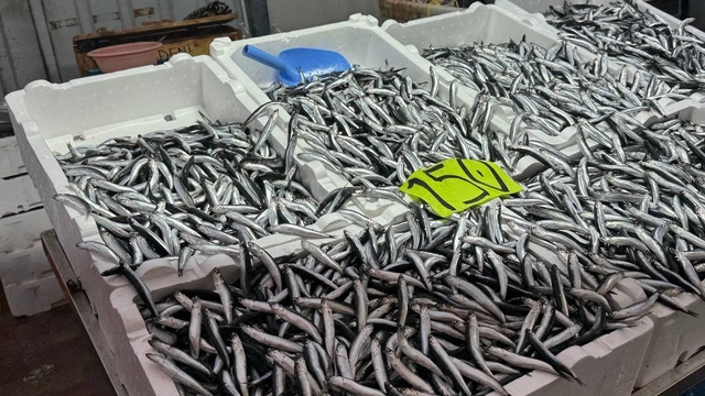 Zonguldak'ta hava şartları hamsi fiyatını yükseltti