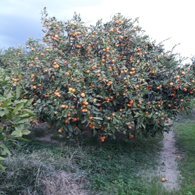 Söke'de zararlı popülasyonunda artış görüldü