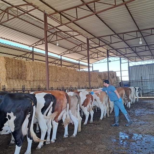 Söke'de şap hastalığı nedeniyle hayvan hareketlerine kısıtlama getirildi