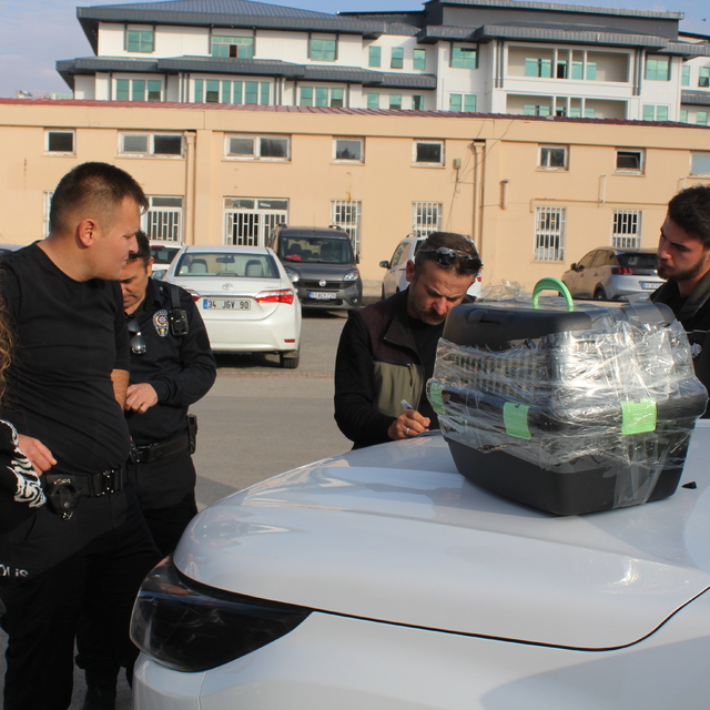 Nesli tehlike altındaki kara ayaklı gelinciği satmaya çalışırken yakalandı