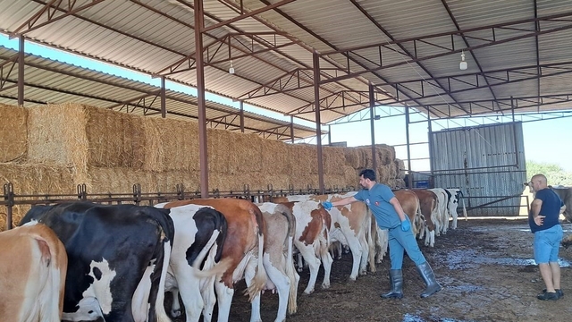 Söke'de şap hastalığı nedeniyle hayvan hareketlerine kısıtlama getirildi