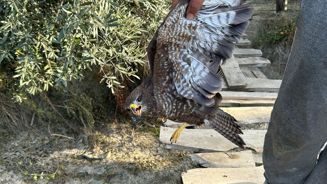 Yaralı şahin tedaviye alındı