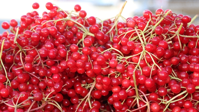 Erzincan'da şifa deposu gilaburuya yoğun ilgi