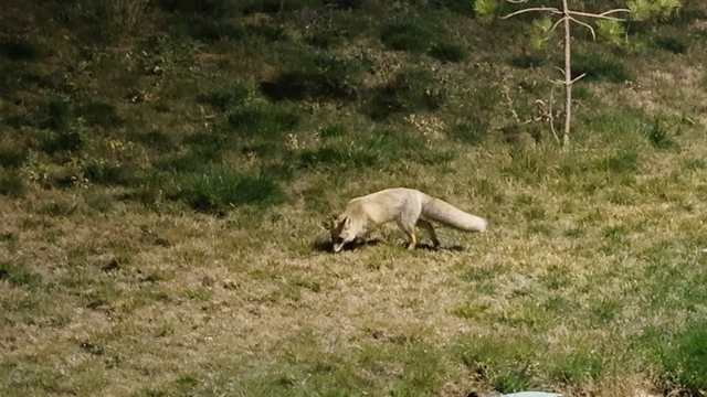 Bitlis'te kent merkezinde yiyecek arayan tilki kamerada