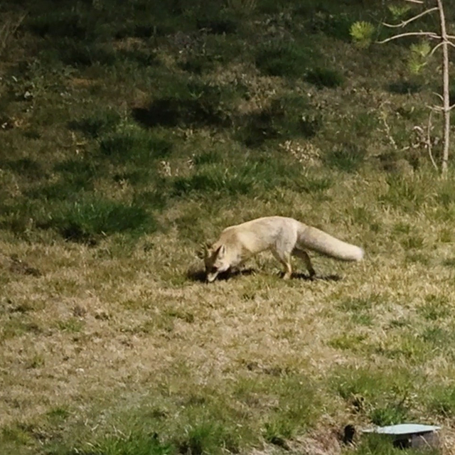 Bitlis'te kent merkezinde yiyecek arayan tilki kamerada