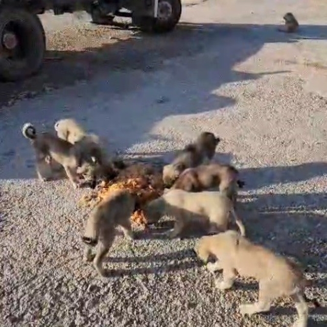 Yolda yalnız değiller: Bayburtlu şoför anne ve yavru köpekleri koca tencere...