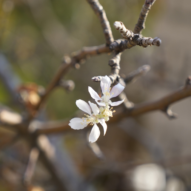 Gümüşhane'de Kasım ayında çiçek açan elma ağacı şaşırttı