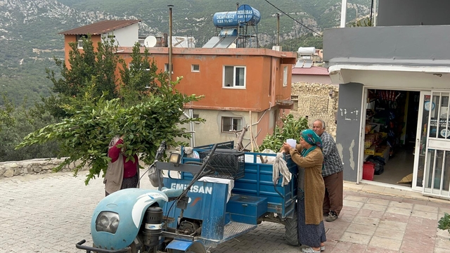 Hatay'da köylülerin geçim kaynağı defne mesaisi başladı