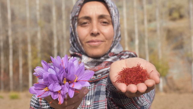 Eşini kaybettiği hastalık sürecinde önerilen, bulamadığı safranın üreticisi oldu