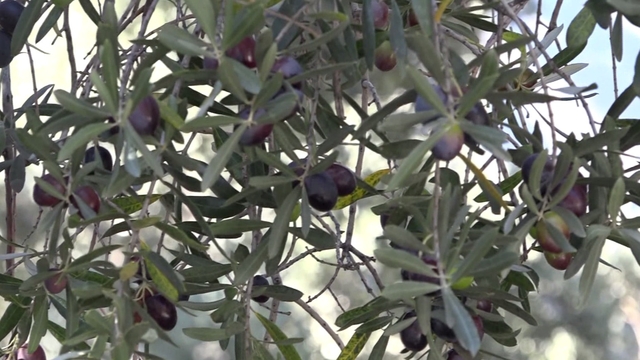 Artvin'in ödüllü 'Butko' zeytininde hasat sürüyor