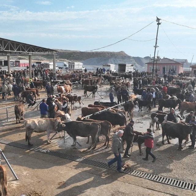 Şap tehlikesi nedeniyle kapatılmıştı, Sorgun Hayvan Pazarı 5 ay sonra yenid...