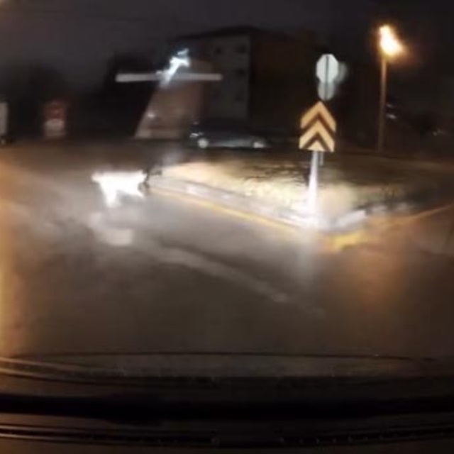 Köpeklerin kovaladığı kişiyi aracına alarak kurtardı