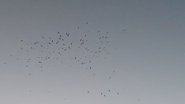 Van Gölü üzerinde kuş sürüsünün görsel şöleni