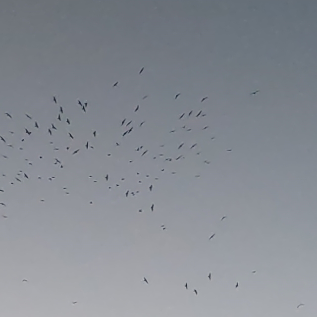 Van Gölü üzerinde kuş sürüsünün görsel şöleni