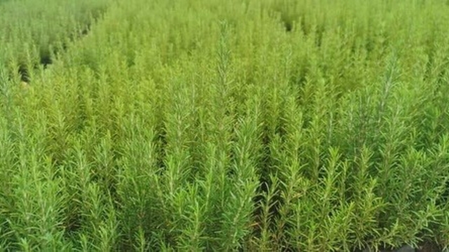 Muğla'da atıl araziler biberiye ile canlanıyor