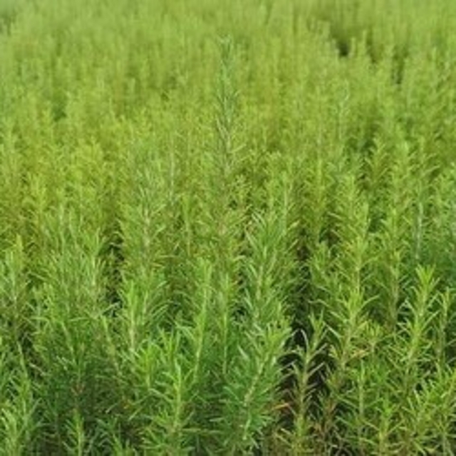 Muğla'da atıl araziler biberiye ile canlanıyor