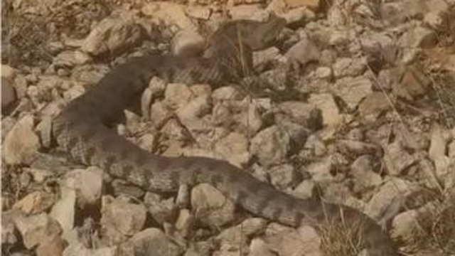 Tek ısırığı bir insanı öldürmeye yeten dev engerek yılanı görüntülendi