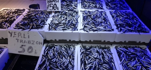 Trabzonlular hamsiye doydu
Son yılların en bereketli sezonunun yaşandığı ke...