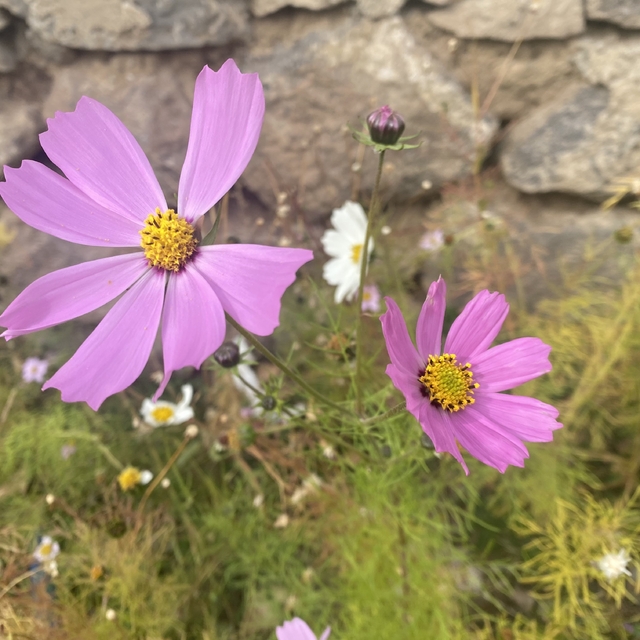 Ağrı'da kasım ayında açan çiçekler şaşırttı