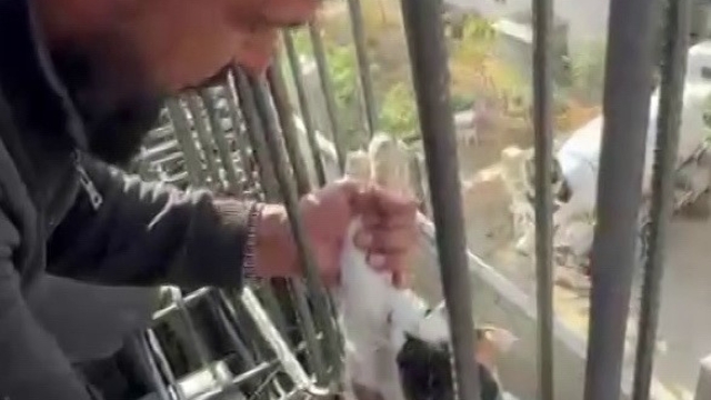 Kedi, dökülen betonun altında kalmaktan son anda kurtarıldı