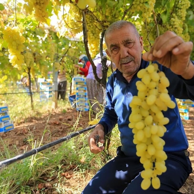 Sarıgöl'de üzüm fiyatları dibe vurdu