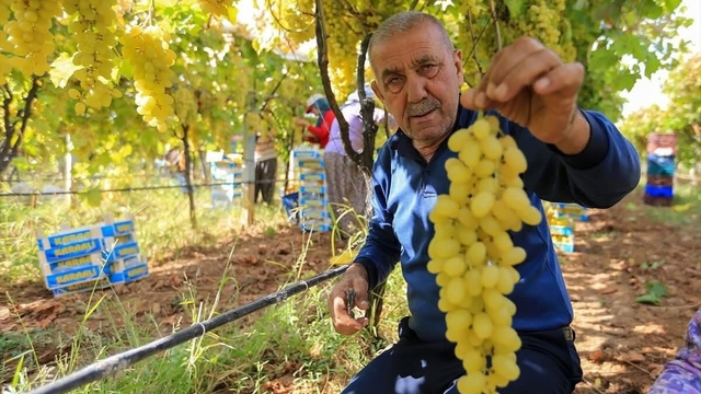 Sarıgöl'de üzüm fiyatları dibe vurdu
