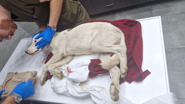 Bodrum'da bir yavru köpeği öldürüp, diğerini yaralayan şüpheli tutuklandı