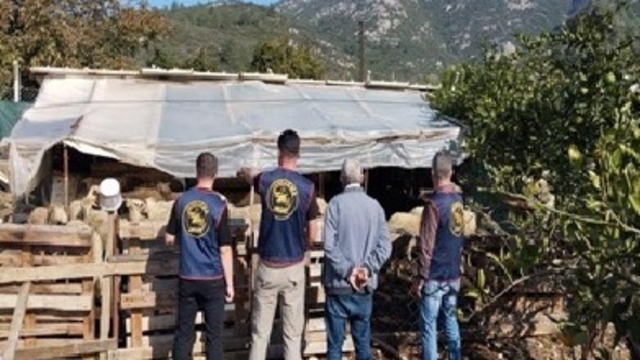 Germencik'te çalınan hayvanlar bulunarak sahibine teslim edildi