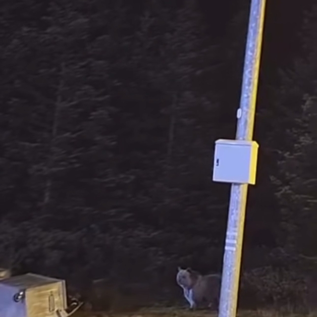 Uludağ'da kış uykusuna yatmayan ayılar, çöp konteynerlerini talan etti