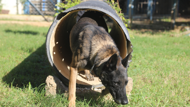 Narkotik köpeklerinin sıra dışı eğitimi; madde değil, oyuncağını arıyor