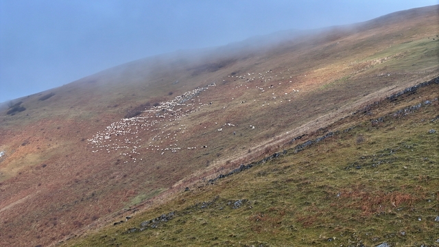 Zirvedeki Saveriksa Yaylası'nda besicilerin mesaisi sürüyor