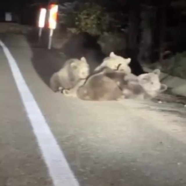 Uludağ'da vahşi doğanın en tatlı anı... Anne ayı yavrularını emzirirken gör...