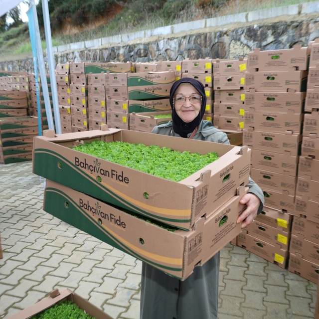 Gebzeli çiftçiye 500 bin sebze fidesi