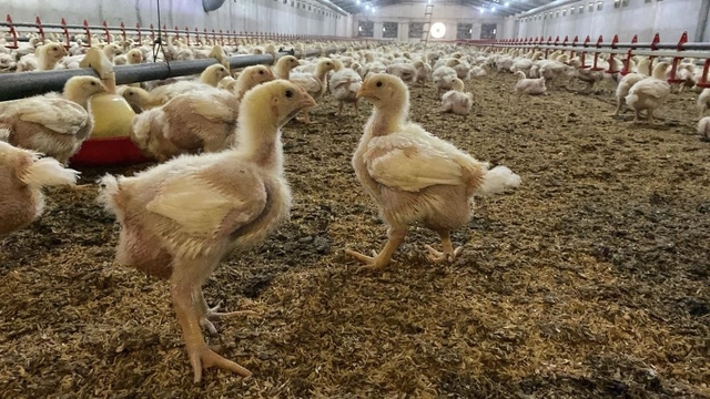 Söke'de üreticilere Kuş Gribi riski uyarısı