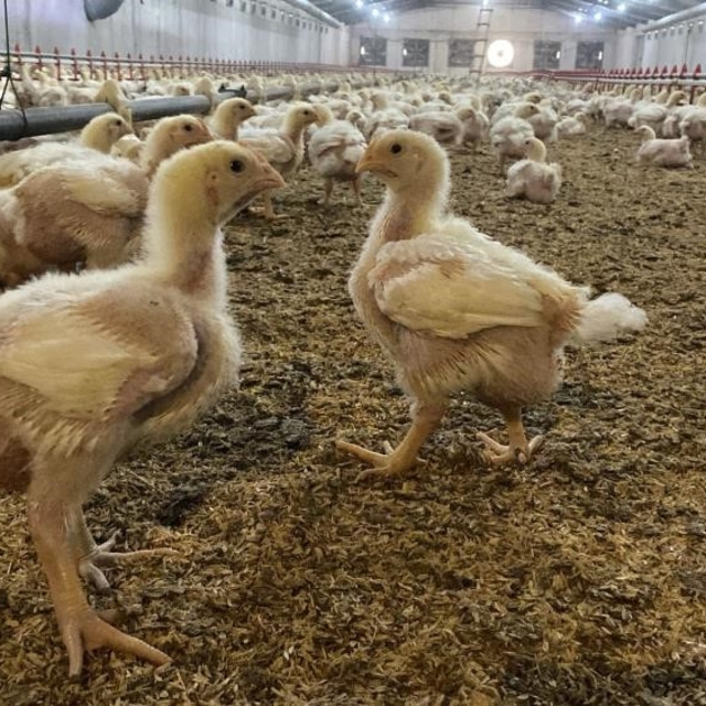 Söke'de üreticilere Kuş Gribi riski uyarısı